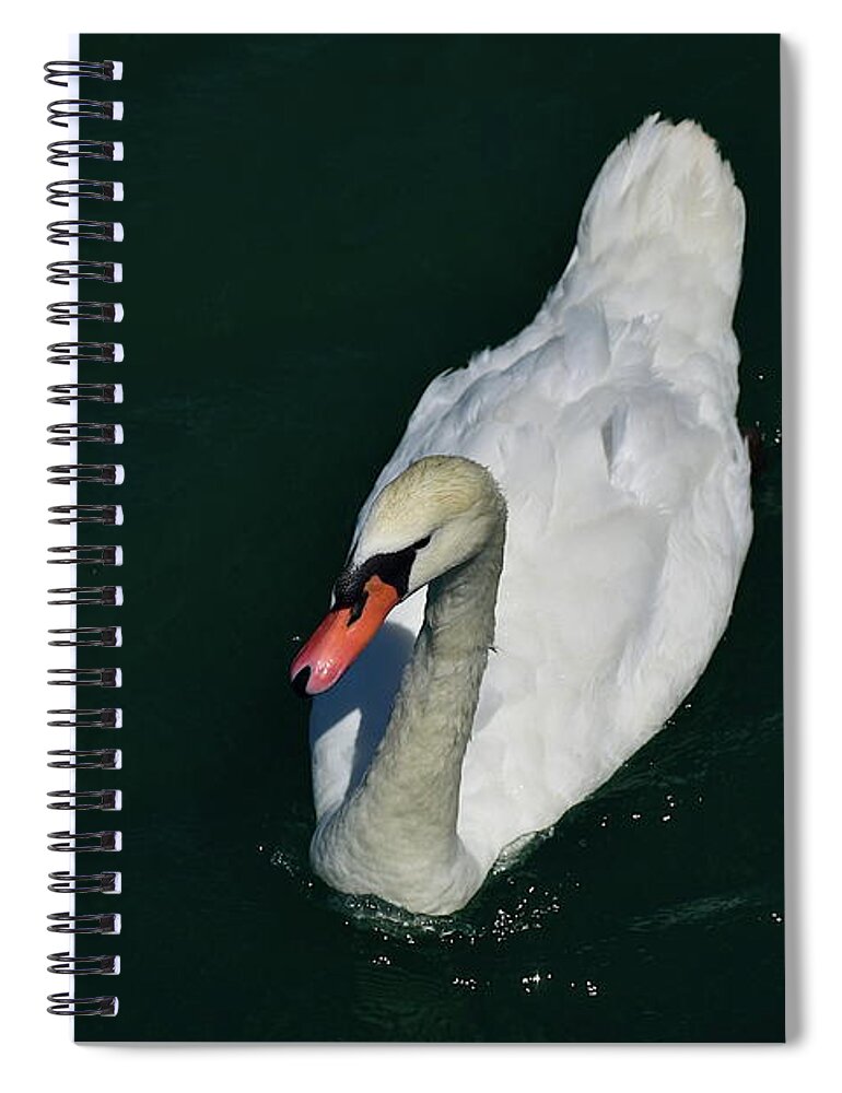 Swan Spiral Notebook featuring the photograph Birds Eye Swan by Bailey Maier