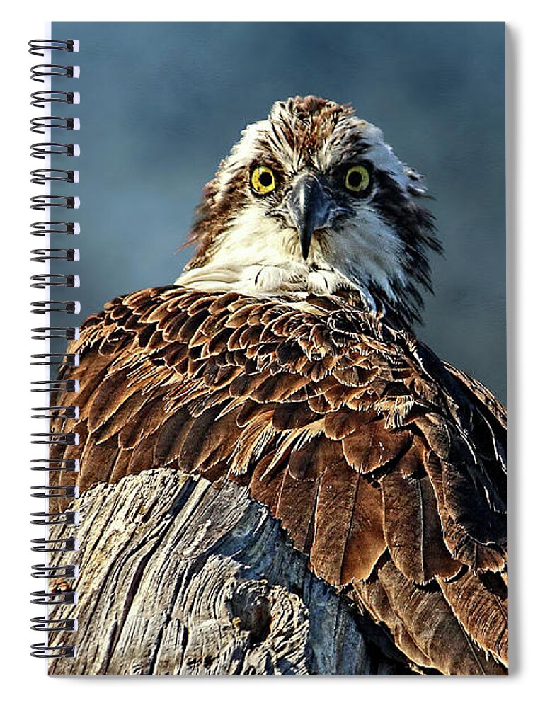 Osprey Spiral Notebook featuring the photograph Birds - Osprey - The Look by HH Photography of Florida