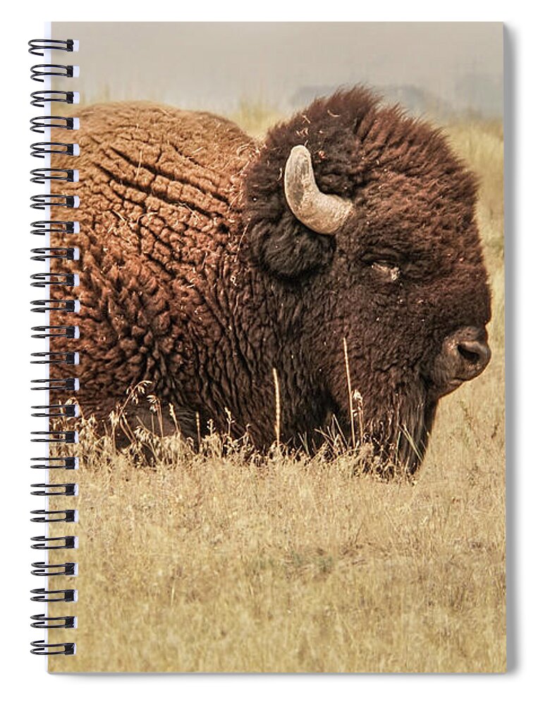 Bison Spiral Notebook featuring the photograph Bison at Rest in a Field by Nancy Gleason