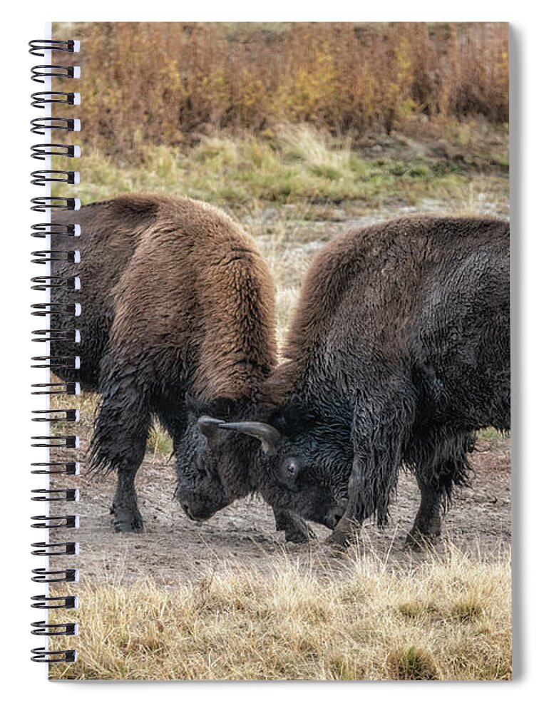 Yellowstone National Park Spiral Notebook featuring the photograph Bison Bulls Practice Sparing by Al Andersen