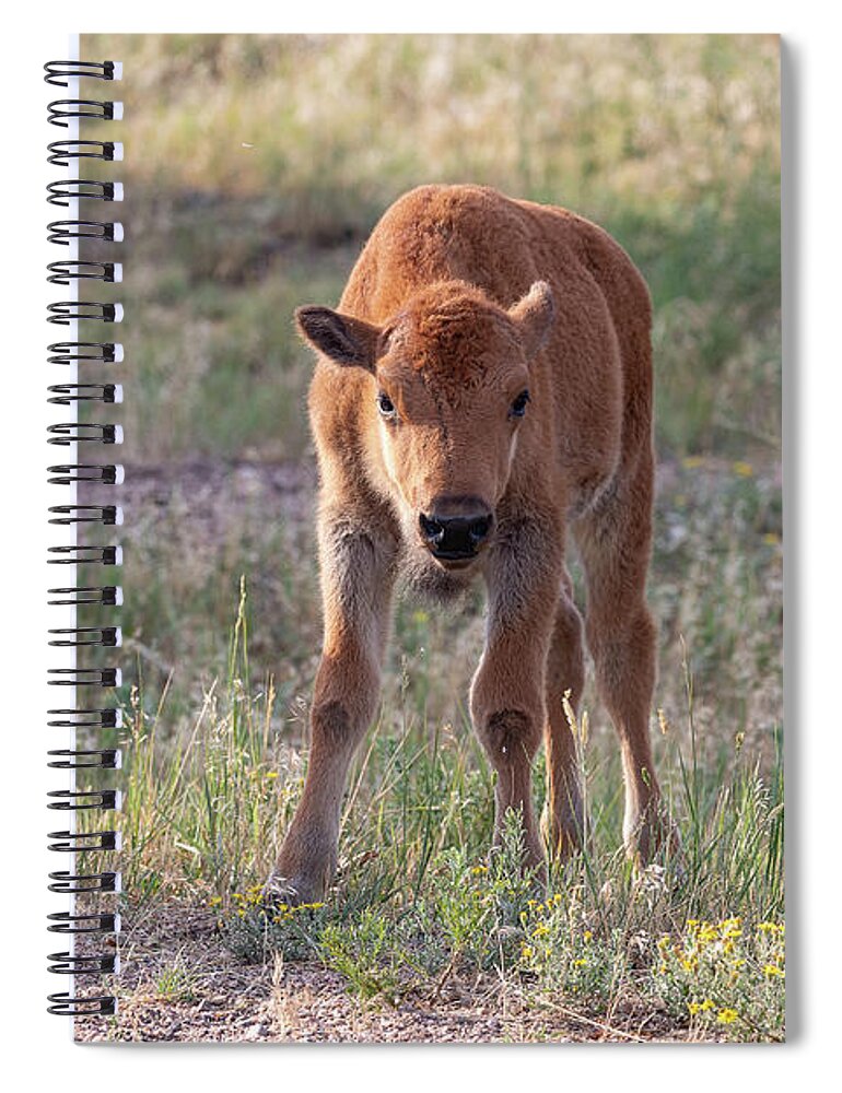 Bison Spiral Notebook featuring the photograph Bison Calf in the Morning Sun by Tony Hake