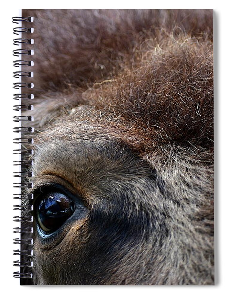 Bison Spiral Notebook featuring the photograph Bison Eye by Bailey Maier