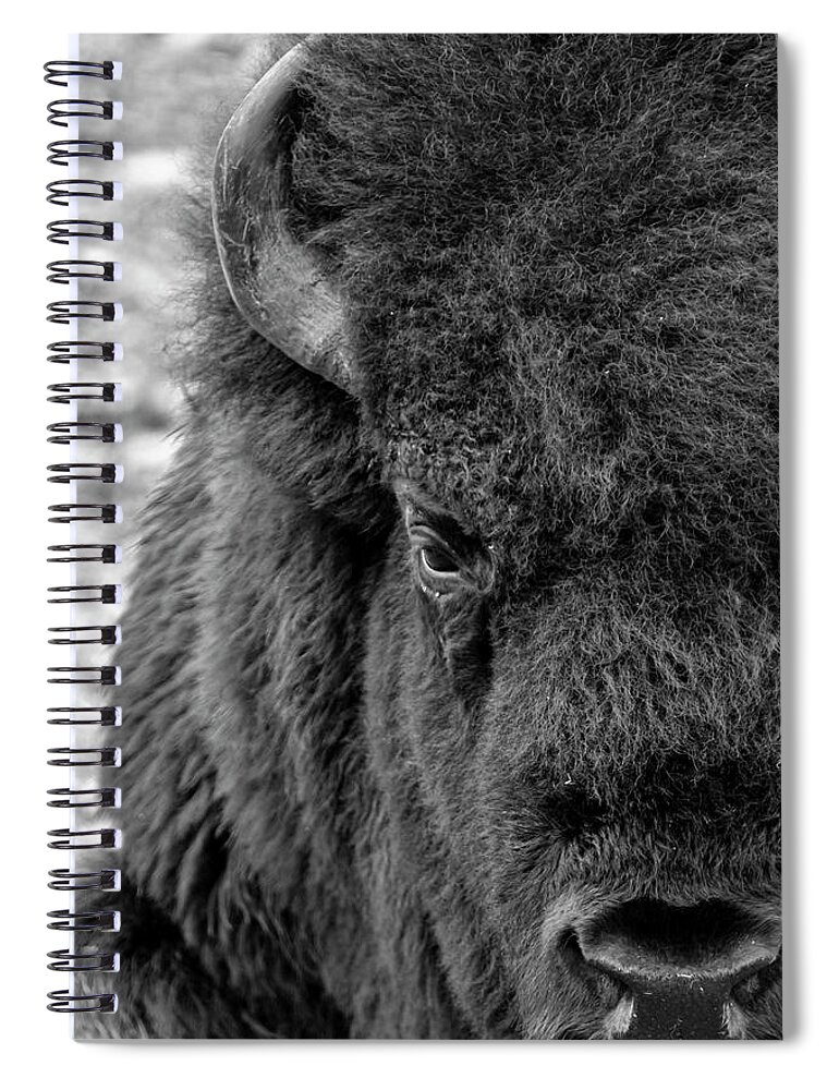 Bison Spiral Notebook featuring the photograph Bison by Holly Ross