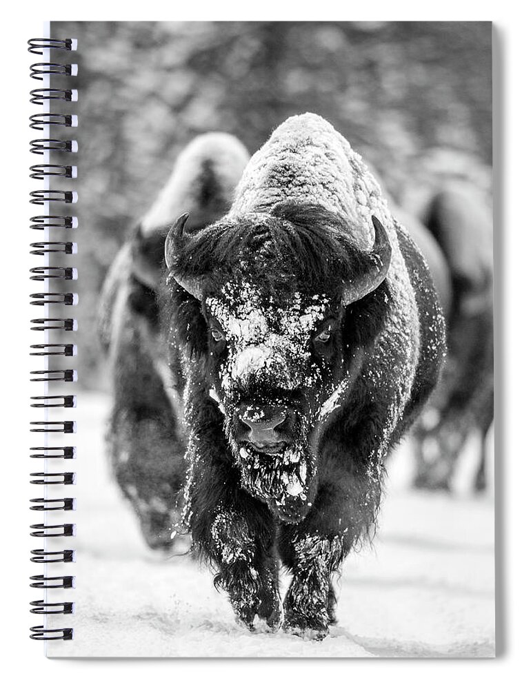 Bison Spiral Notebook featuring the photograph Bison in snow by D Robert Franz