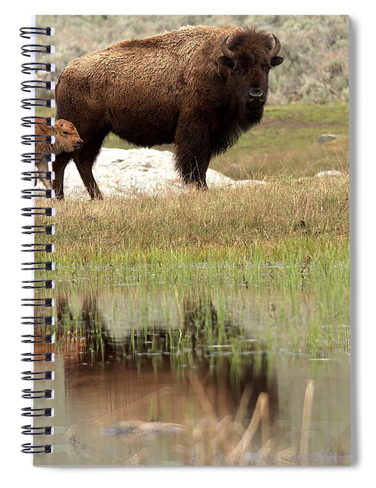 Yellowstone Spiral Notebook featuring the photograph Bison Red Dog With A Wary Eye by Adam Jewell