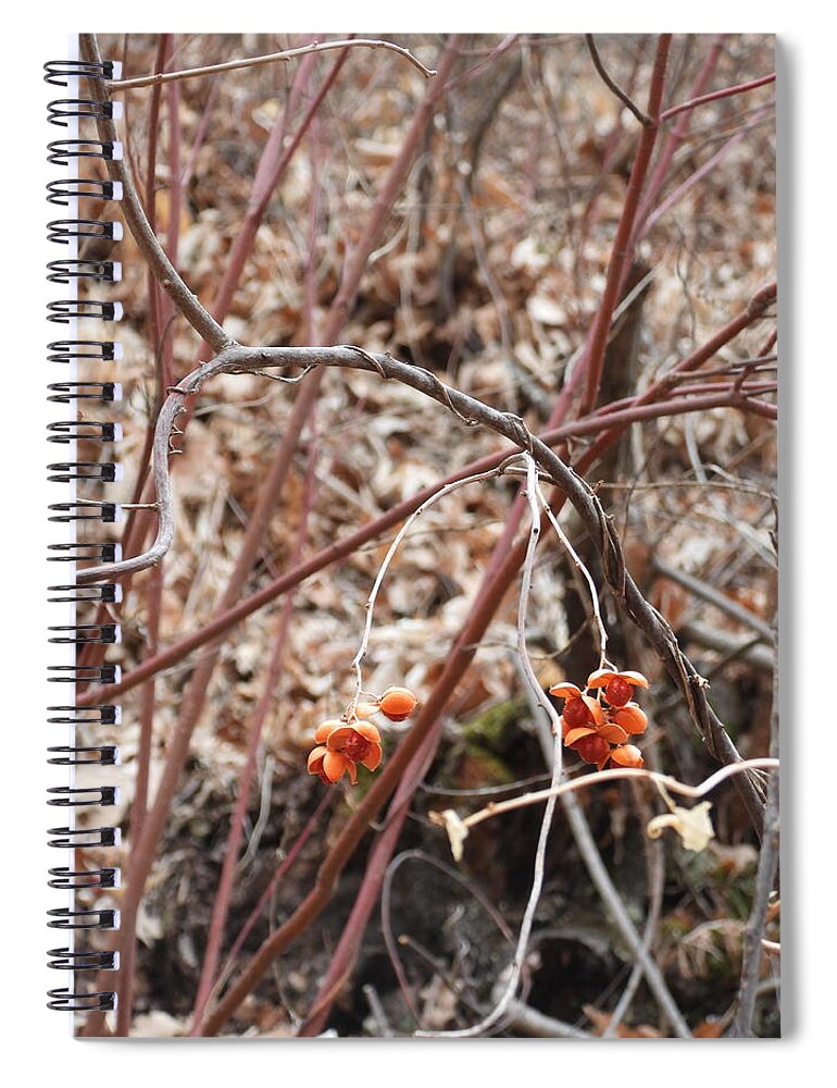 Bitter Sweet Spiral Notebook featuring the photograph Bitter Sweet Blossoms by Amanda R Wright