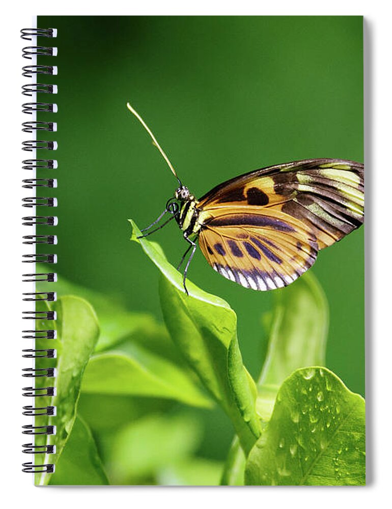 Black And Orange Butterfly With Yellow Striped Body Spiral Notebook featuring the photograph Black and Orange Butterfly with Yellow Striped Body -- Santa Barbara Museum of Natural History by Darin Volpe