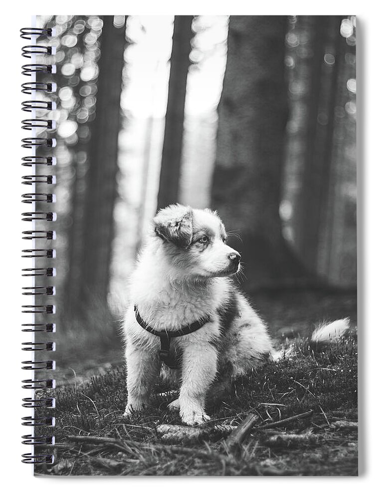 Australian Shepherd Spiral Notebook featuring the photograph Black and white adorable Blue merle puppy, Australian Shepherd by Vaclav Sonnek