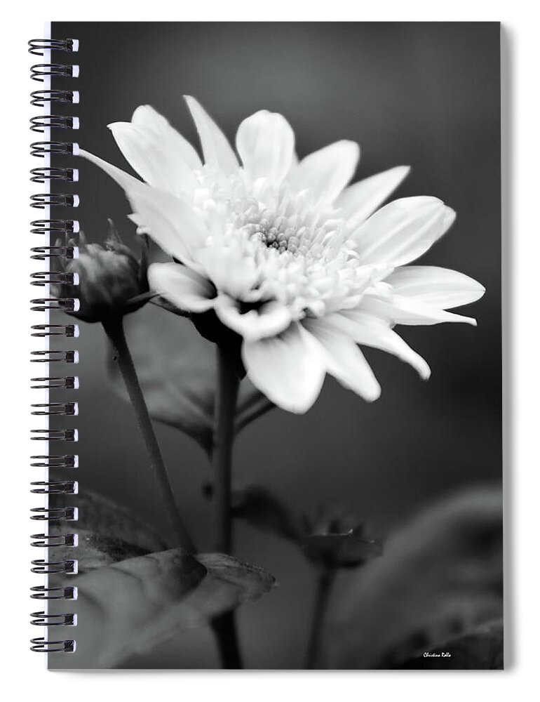 Flower Spiral Notebook featuring the photograph Black and White Coreopsis Flower by Christina Rollo