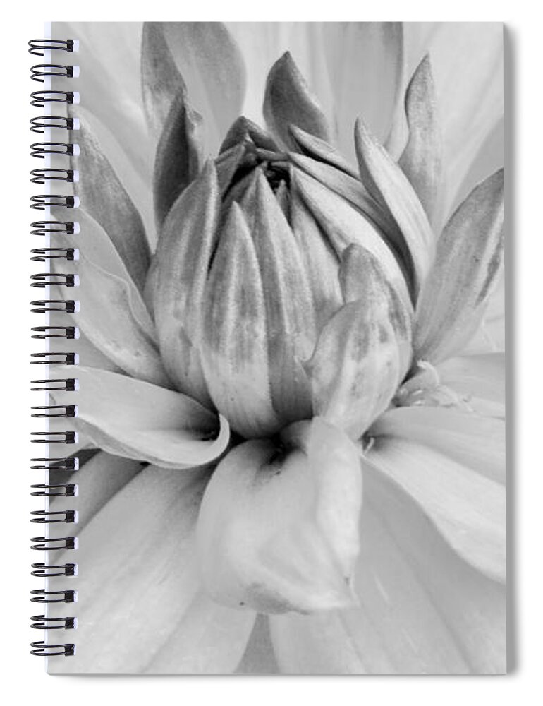 Flower Spiral Notebook featuring the photograph Black and White Dahlia 3 by Amy Fose