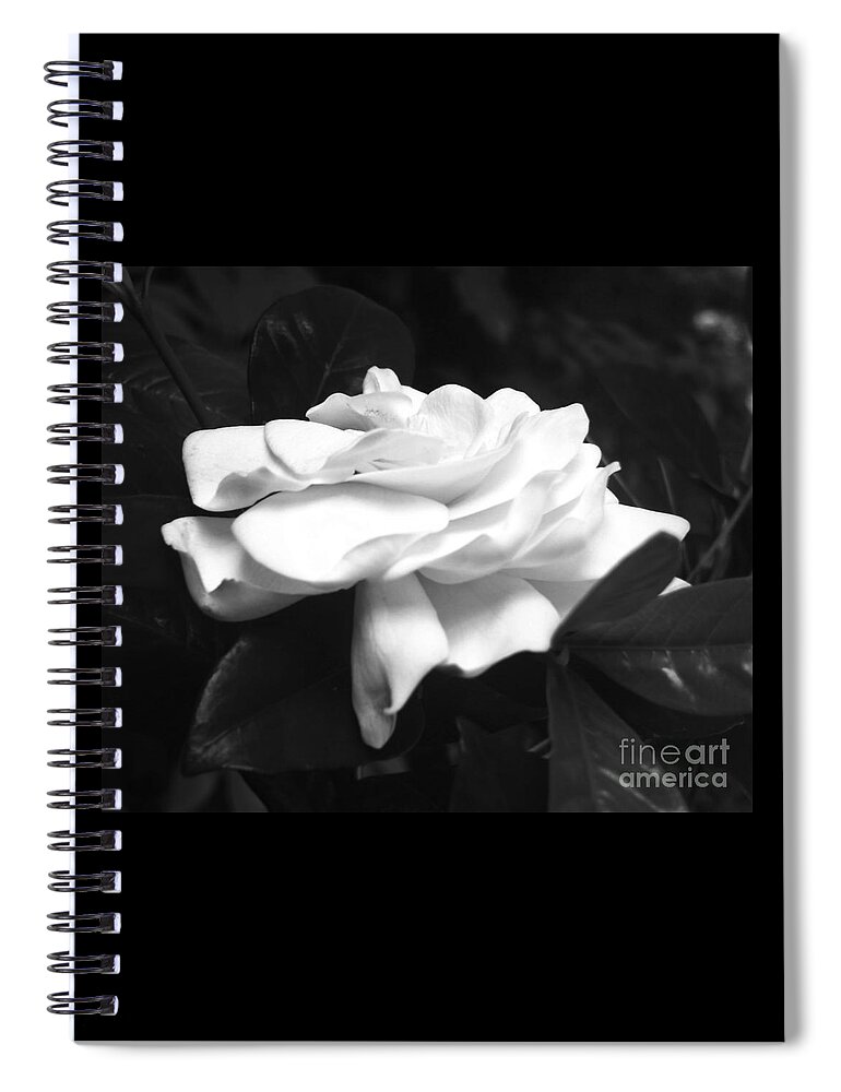 Black And White Spiral Notebook featuring the photograph Black and White Gardenia Flower for Home Decor Wall Prints by Delynn Addams