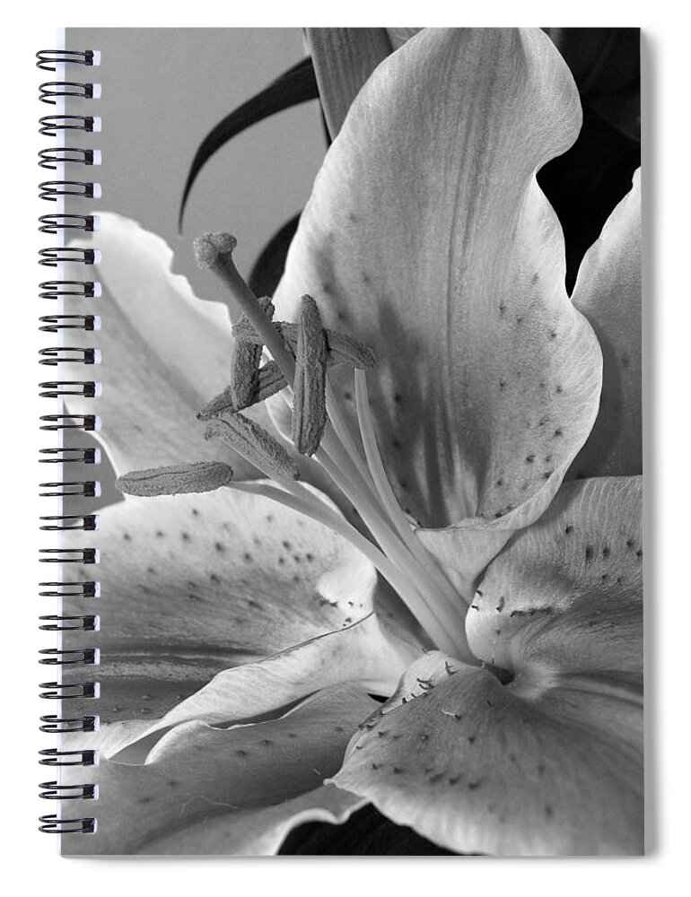 Lily Spiral Notebook featuring the photograph Black and White Lily 1 by Amy Fose
