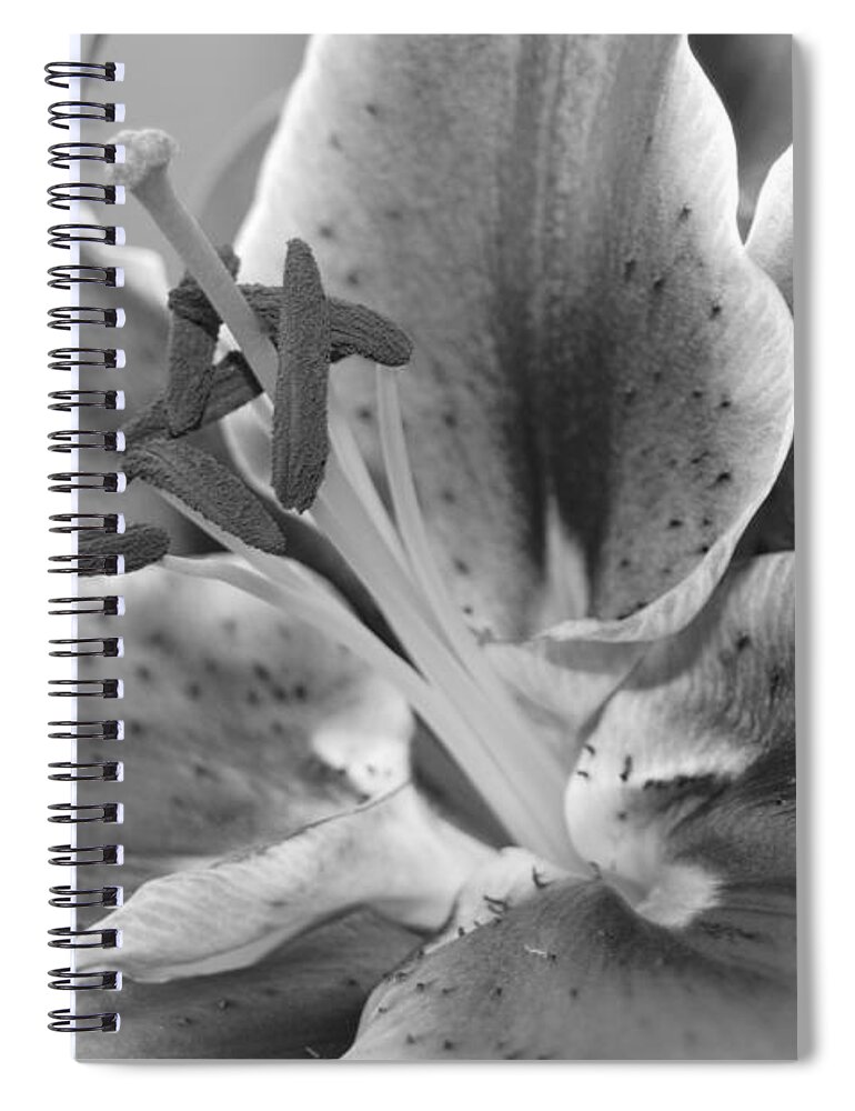 Lily Spiral Notebook featuring the photograph Black and White Lily 2 by Amy Fose