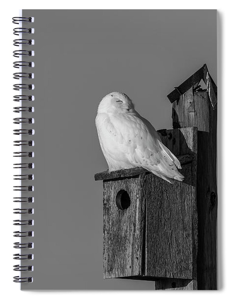 Snowy Owl Spiral Notebook featuring the photograph Black and White Snowy Owl 2019-2 by Thomas Young