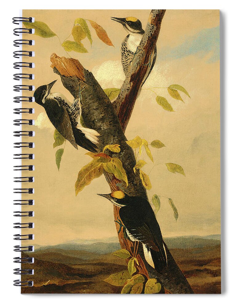 John James Audubon Spiral Notebook featuring the painting Black-Backed Three-Toed Woodpecker by John James Audubon
