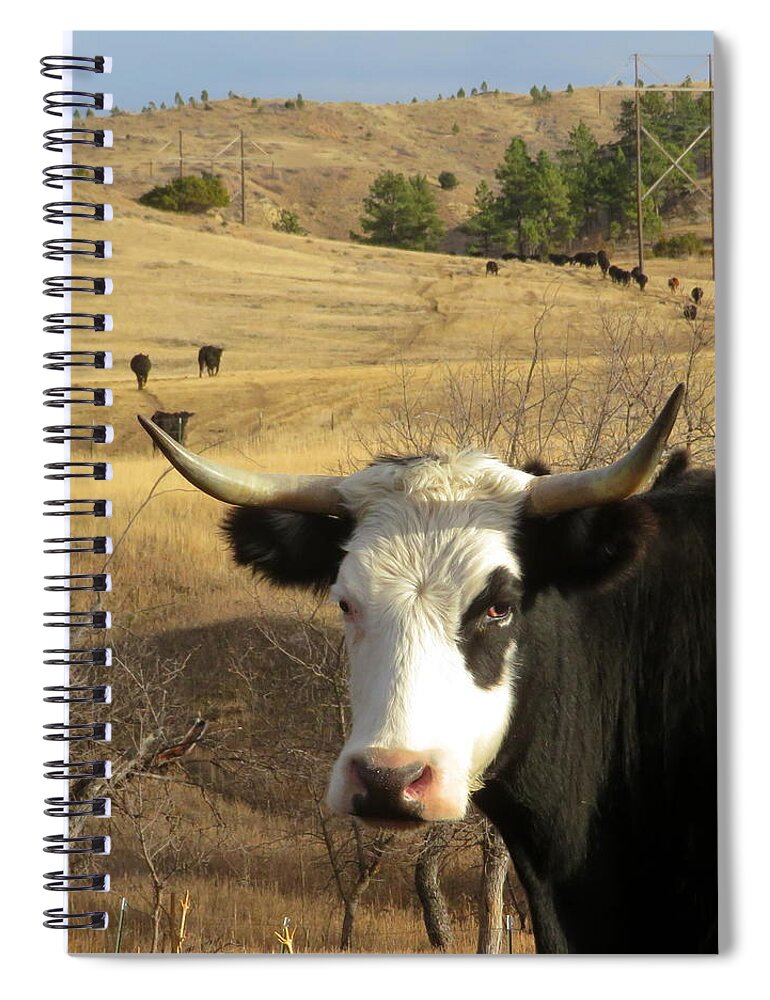Cow Spiral Notebook featuring the photograph Black Baldy Cow by Katie Keenan