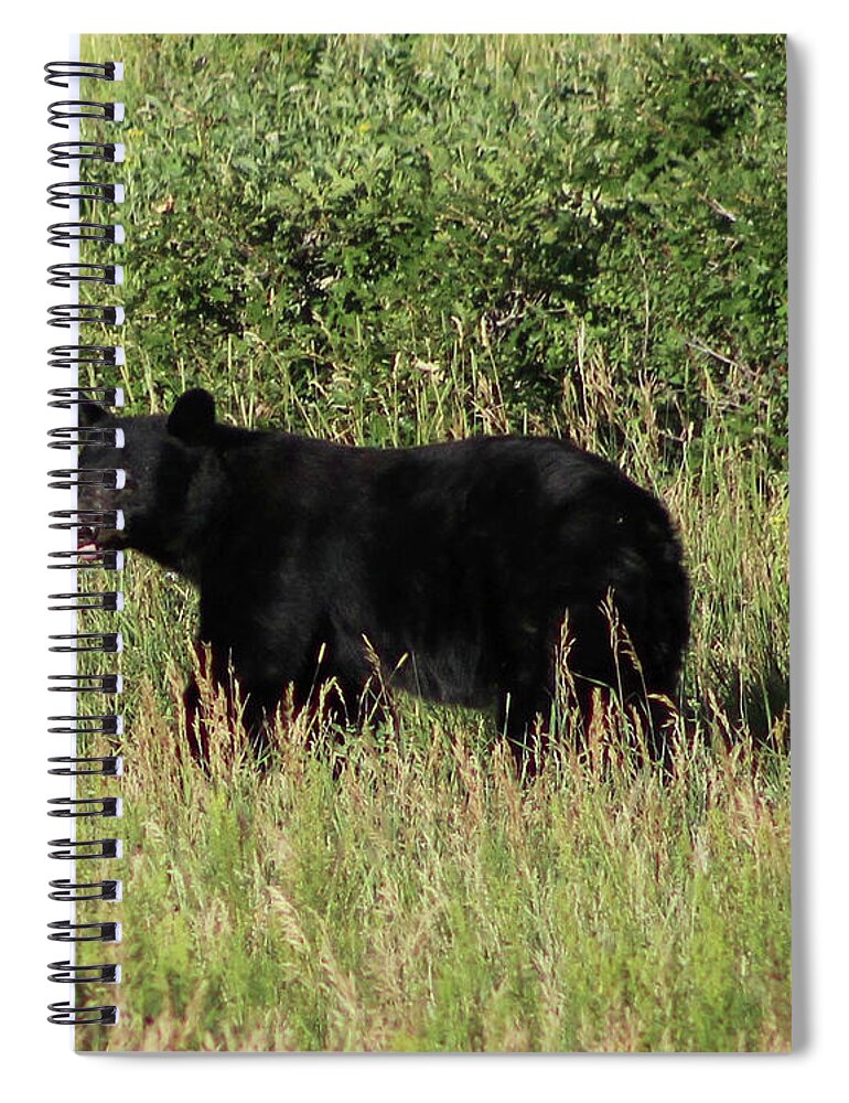 Black Bear Spiral Notebook featuring the photograph Black Bear in Field by Shirley Dutchkowski