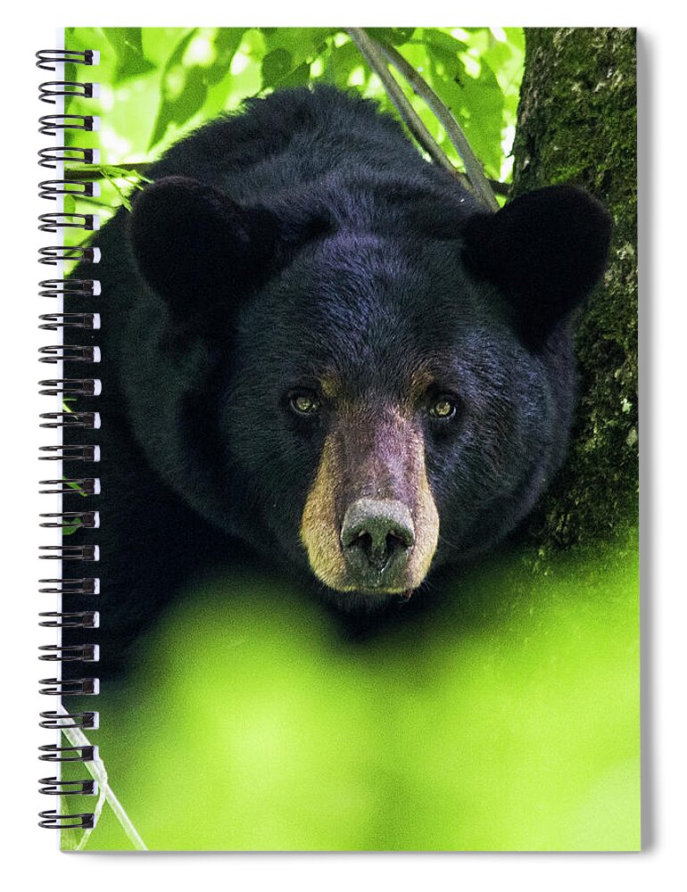 Bear Spiral Notebook featuring the photograph Black Bear in the Croatan National Forest Near New Bern NC by Bob Decker