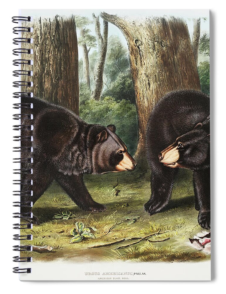 American Animals Spiral Notebook featuring the mixed media Black Bear. John Woodhouse Audubon Illustration by World Art Collective