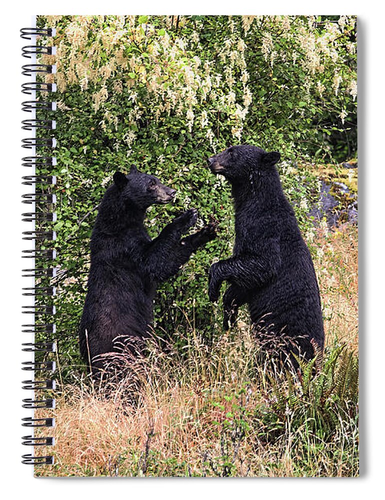 Bears Spiral Notebook featuring the photograph Black Bears Playing by Peggy Collins