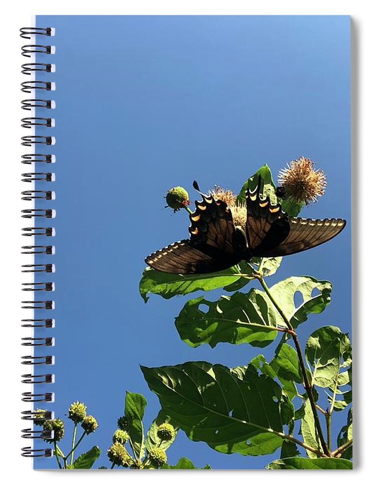 Butterfly Spiral Notebook featuring the photograph Black Beauty by Catherine Wilson