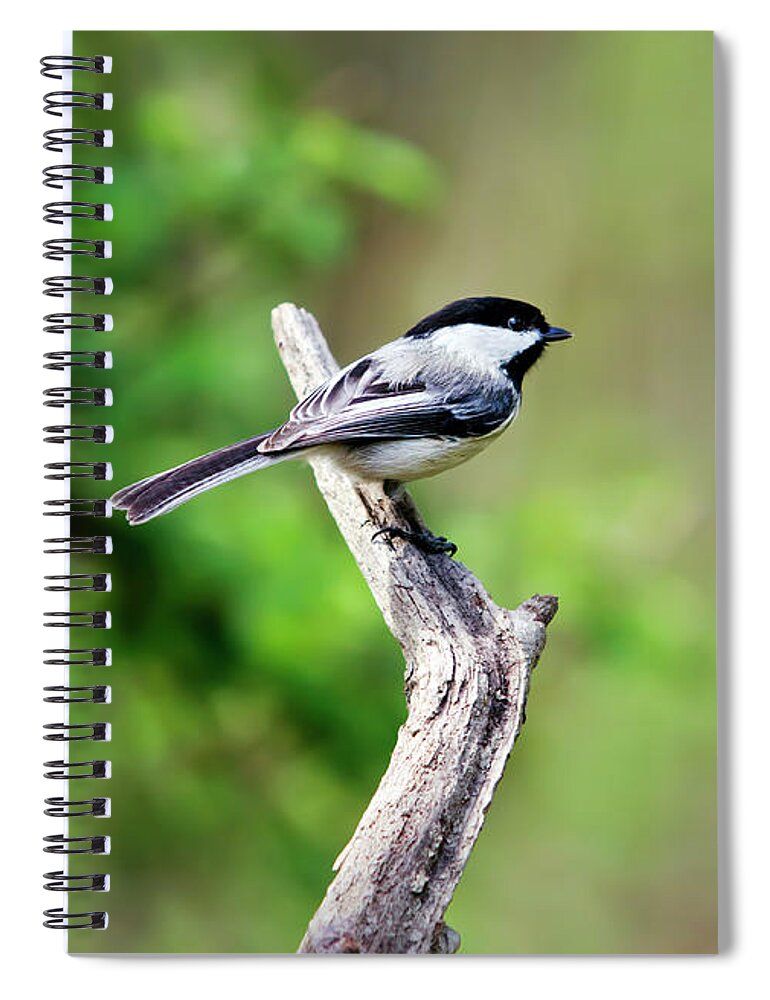 Bird Spiral Notebook featuring the photograph Black Capped Chickadee Bird by Christina Rollo