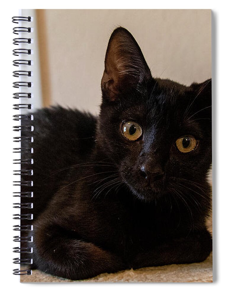 Cat Spiral Notebook featuring the photograph Black Cat by Dart Humeston