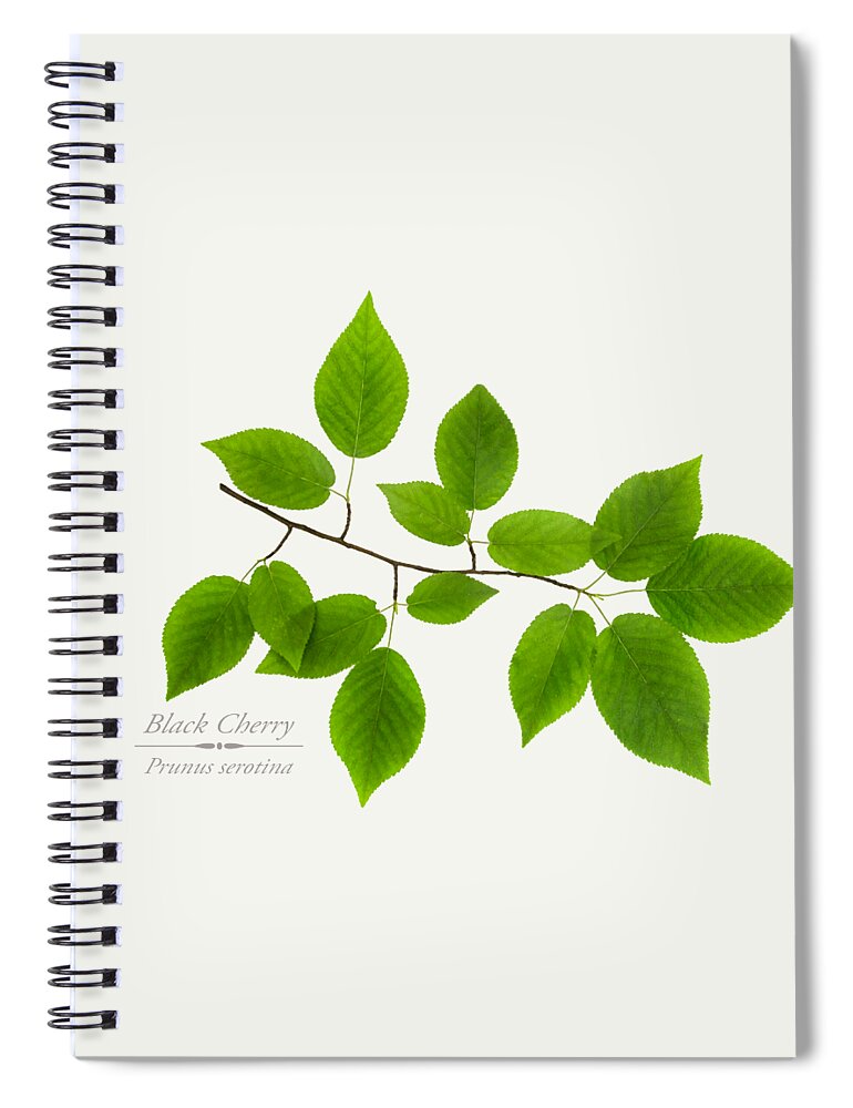 Black Cherry Spiral Notebook featuring the photograph Black Cherry by Christina Rollo