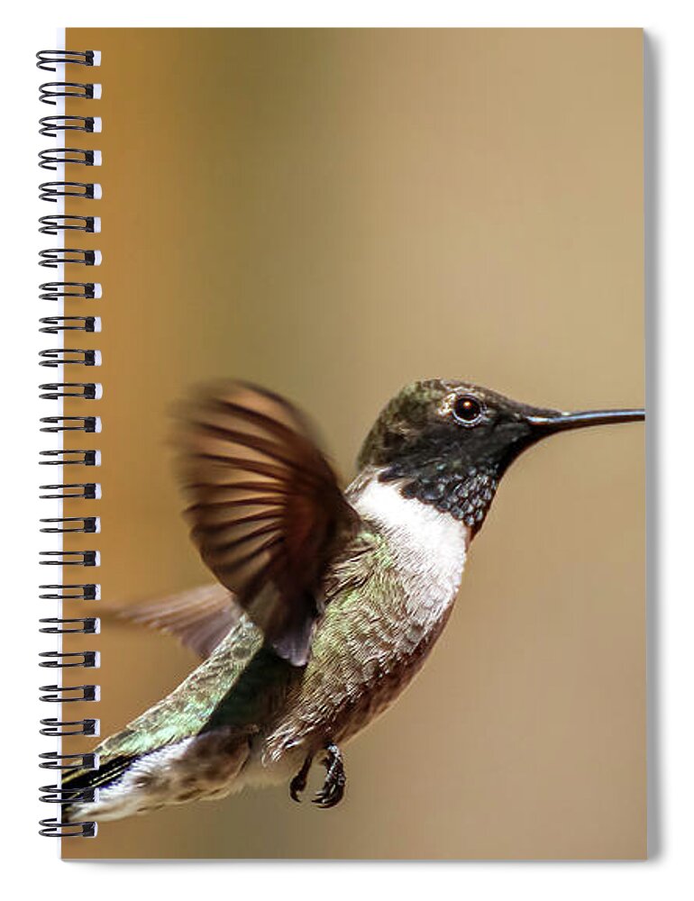 Arizona Spiral Notebook featuring the photograph Black Chinned Hummingbird in Flight 2 by Dawn Richards