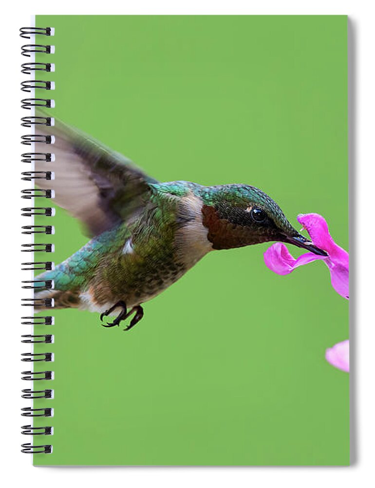 Black-chinned Hummingbird Spiral Notebook featuring the photograph Male Black-chinned hummingbird in action by Puttaswamy Ravishankar