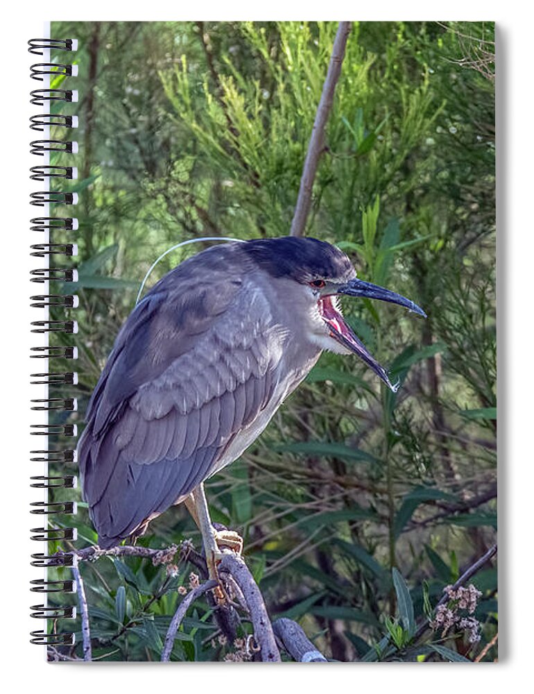 Black-crowned Night Heron Spiral Notebook featuring the photograph Black-crowned Night Heron 3312-041621 by Tam Ryan