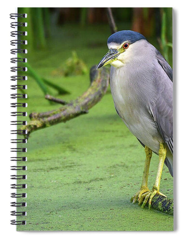 Black Spiral Notebook featuring the photograph Black Crowned Night Heron by David Hart