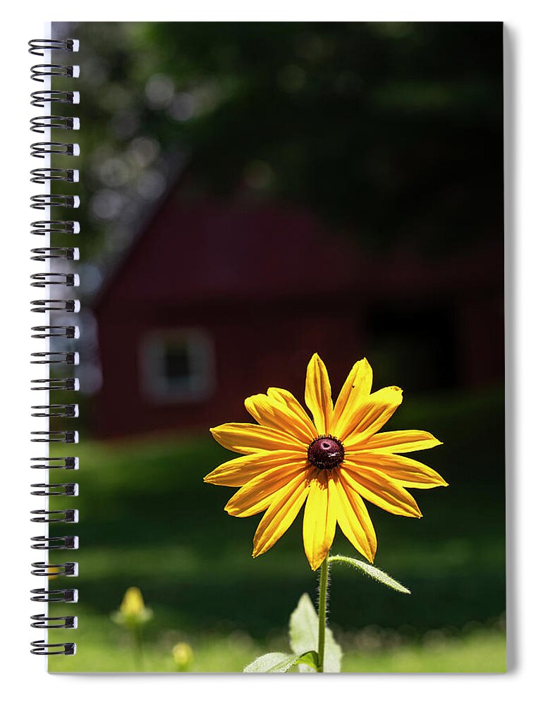 North Carolina (nc) Spiral Notebook featuring the photograph Black-Eyed Susan Shines Brightly by Charles Floyd