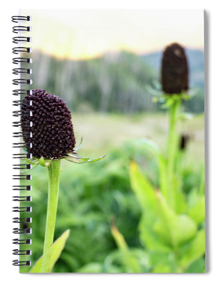Scenic Spiral Notebook featuring the photograph Black-eyed Susans in Autumn by K Bradley Washburn
