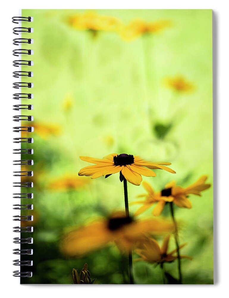 North Carolina (nc) Spiral Notebook featuring the photograph Black-eyed Susans in Sun and Shade by Charles Floyd
