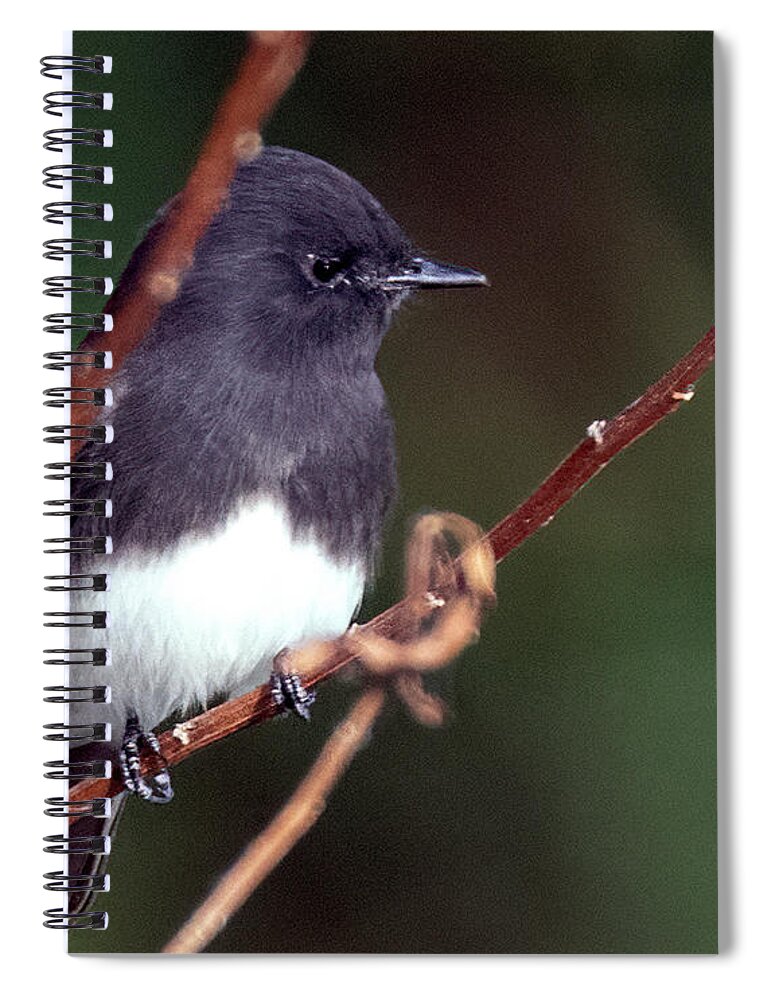 Black Phoebe Spiral Notebook featuring the photograph Black-Phoebe 8551-101221-2 by Tam Ryan