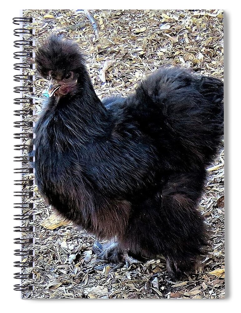 Black Chickens Spiral Notebook featuring the photograph Black Silkie Bantam by Linda Stern