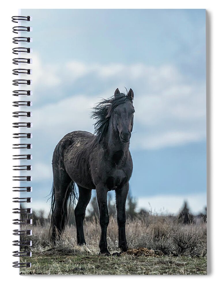 Harem Stallion Spiral Notebook featuring the photograph Black Stallion from the South Steens Herd by Belinda Greb