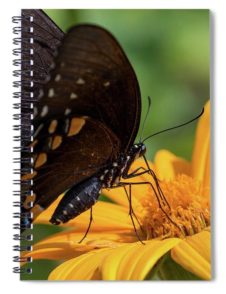 Black Swallowtail Spiral Notebook featuring the photograph Black Swallowtail Drinking by Liza Eckardt