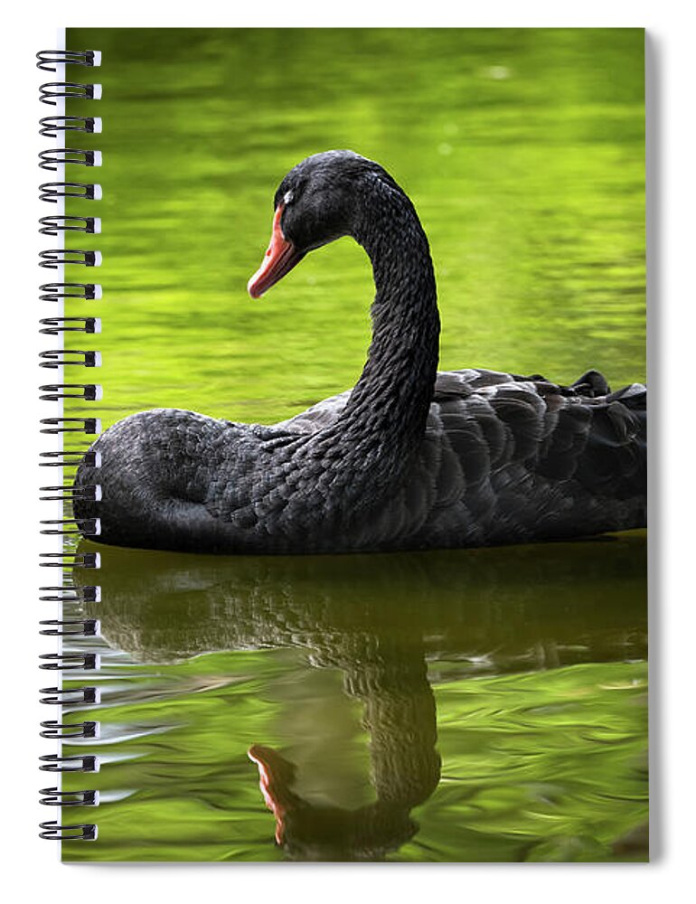 Black Spiral Notebook featuring the photograph Black Swan With Eyes Closed by Artur Bogacki