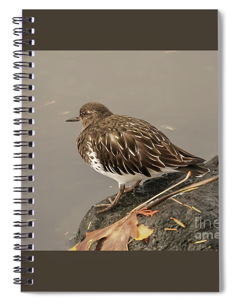Arenaria Melanocephala Spiral Notebook featuring the photograph Black Turnstone on a Fall Day by Nancy Gleason
