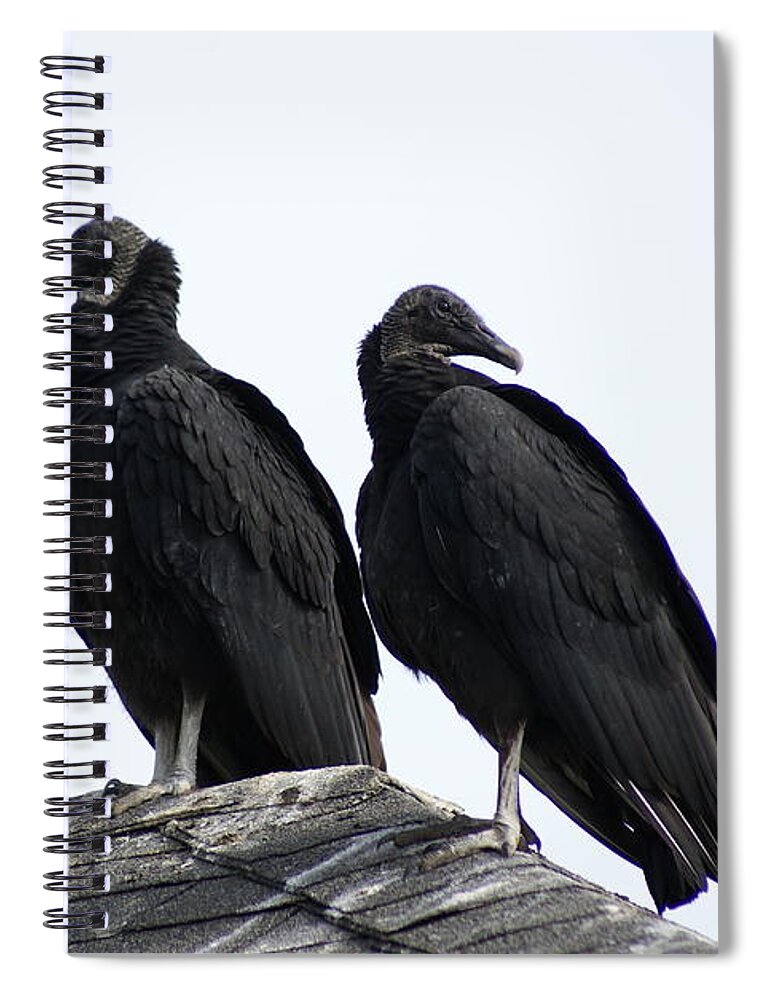  Spiral Notebook featuring the photograph Black Vultures by Heather E Harman