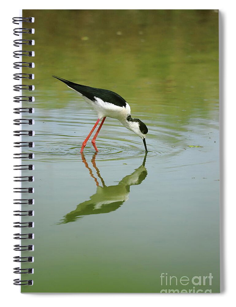 Black-winged Stilt Spiral Notebook featuring the photograph Black-winged stilt, by Frederic Bourrigaud