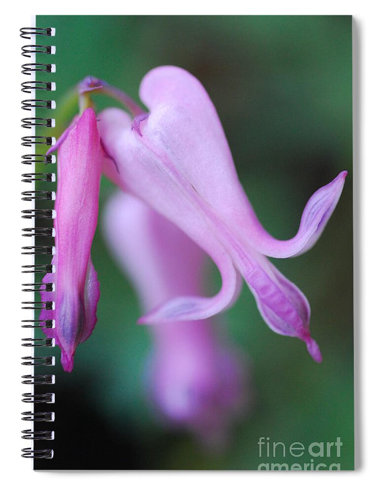 Macrophotography Spiral Notebook featuring the photograph Bleeding Heart 1 by Stephanie Gambini