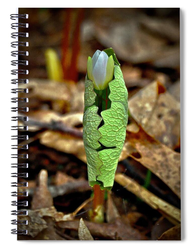 Bloodroot Spiral Notebook featuring the photograph Bloodroot Unfolding by Sarah Lilja