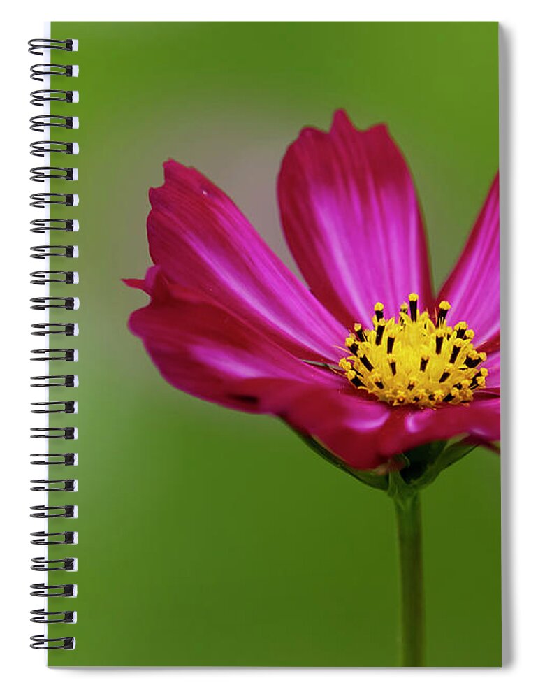 Flower Spiral Notebook featuring the photograph Bloom by Holly Ross