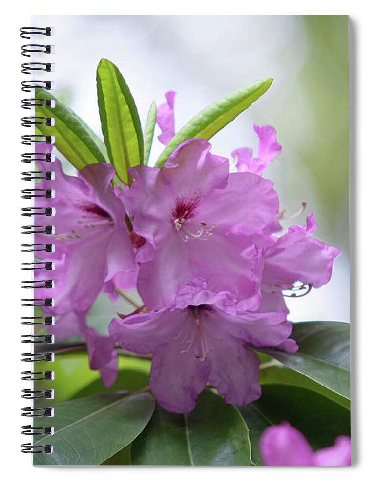 Ericaceae Spiral Notebook featuring the photograph Flowers of Rhododendron Hybrid Milan by Jenny Rainbow