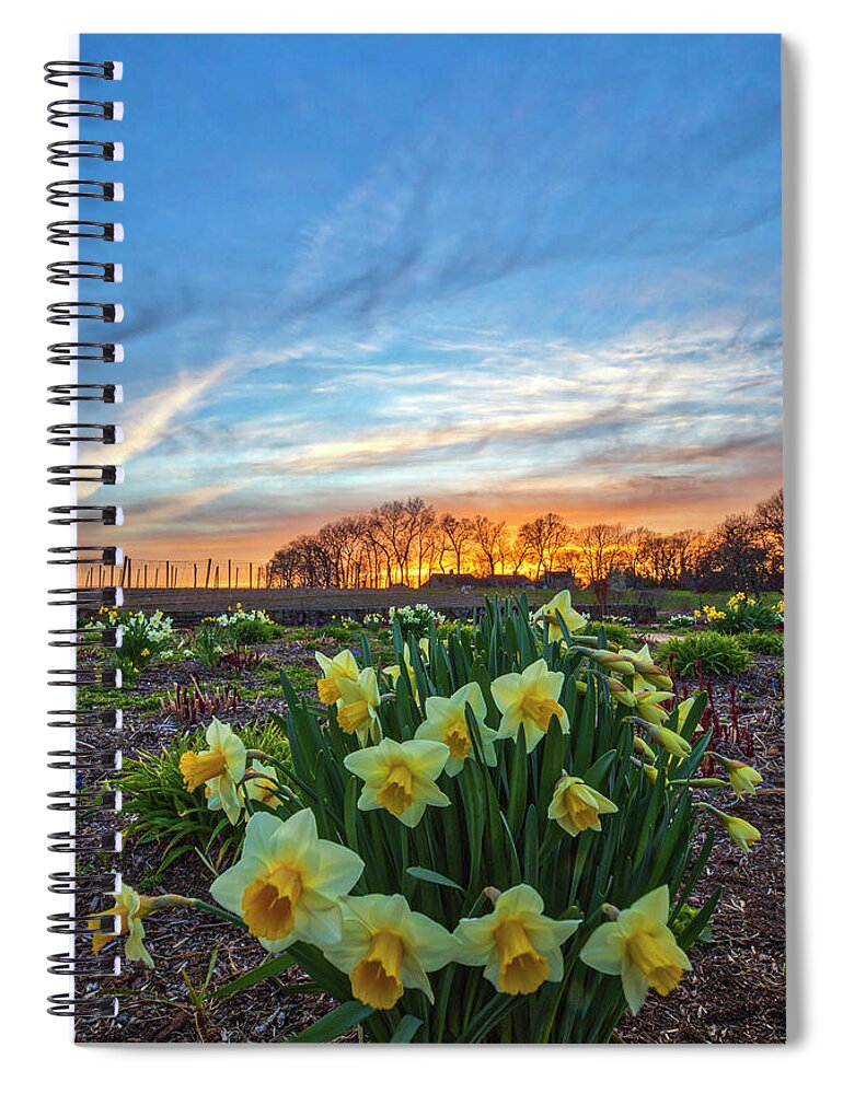 Belkin Family Lookout Farm Spiral Notebook featuring the photograph Blooming Daffodils at the Belkin Lookout Farm by Juergen Roth