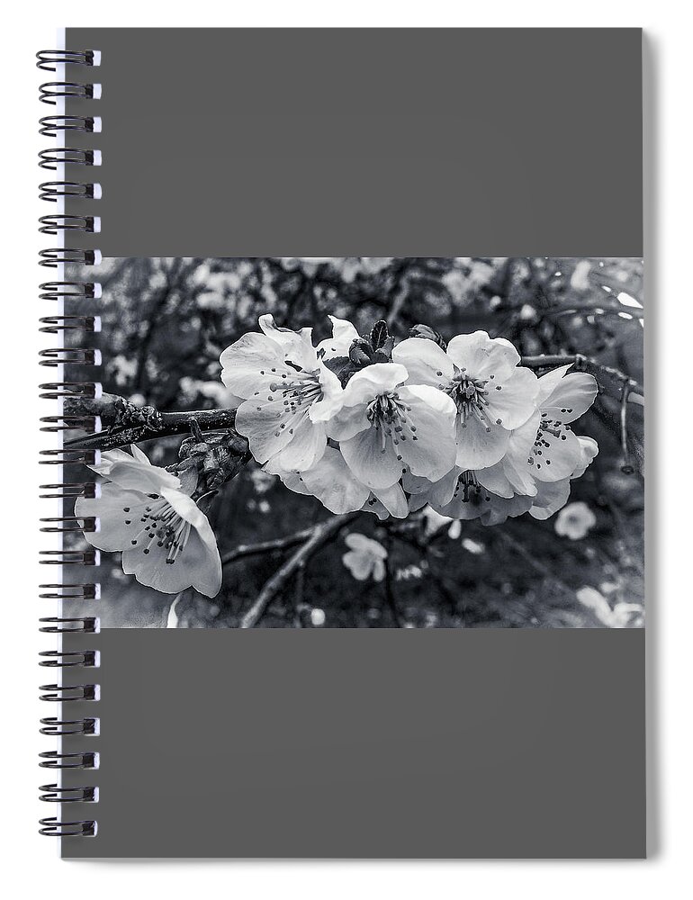 Blooms Spiral Notebook featuring the photograph Blooms in Black and White by James C Richardson