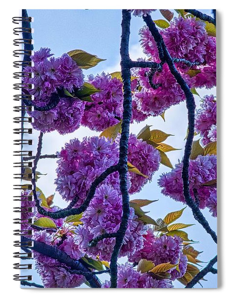 Pink Blossom Spiral Notebook featuring the photograph Blossom In Regents Park by Raymond Hill
